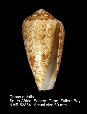 Conus natalis.jpg - Conus natalisG.B.Sowerby,1858